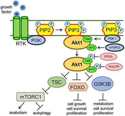 Phospho-Form Specific Substrates of Protein Kinase B (AKT1)